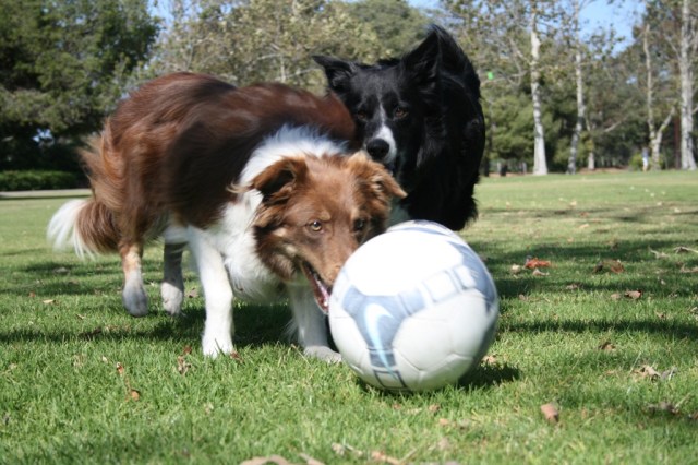 Soccer Collies
